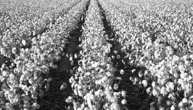 Uzbekistán y los crímenes de algodón