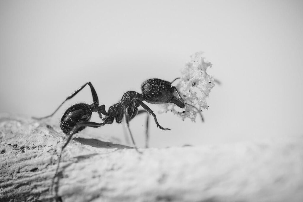 Cuentan las hormigas