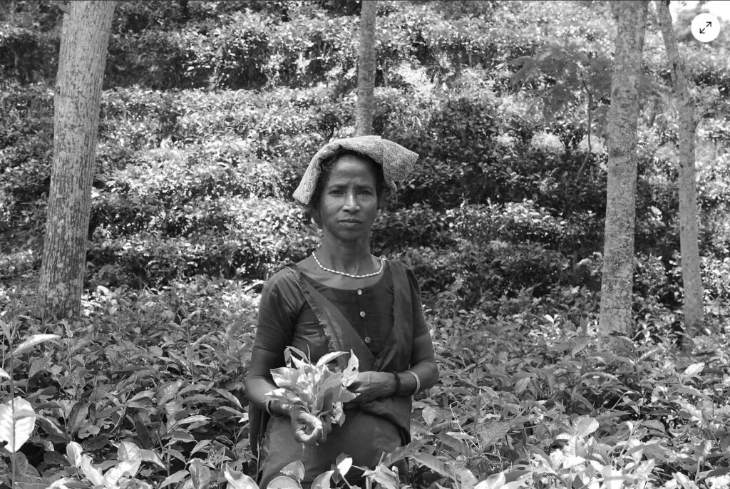 Plantíos de esclavitud: recolectores de té en Bangladés